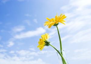 鹿児島で活動している頼れる葬儀業者について